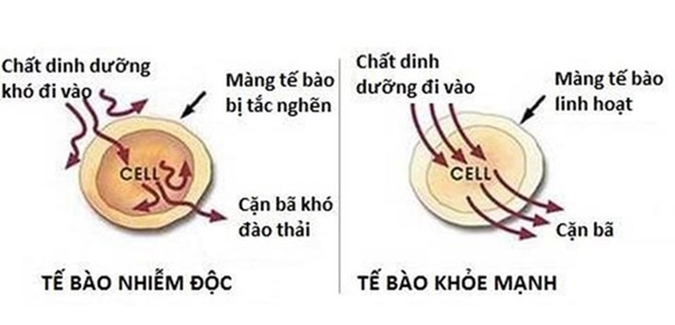 Dao thao doc to trong co the