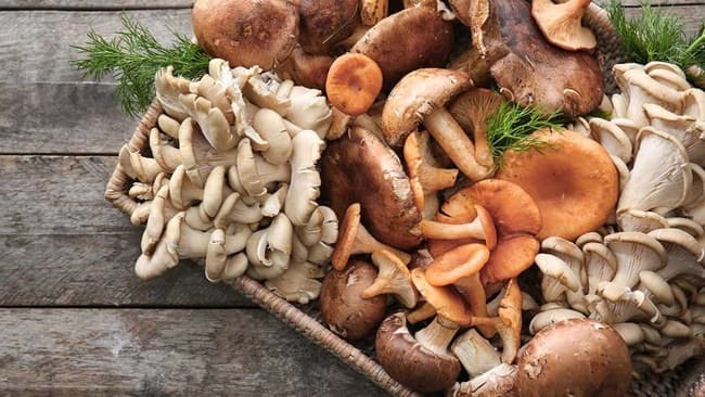 Các loại nấm