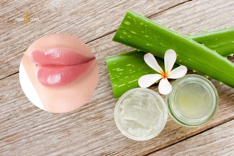 Phần gel trong suốt của nha đam cũng hỗ trợ dưỡng môi căng bóng tại nhà hiệu quả