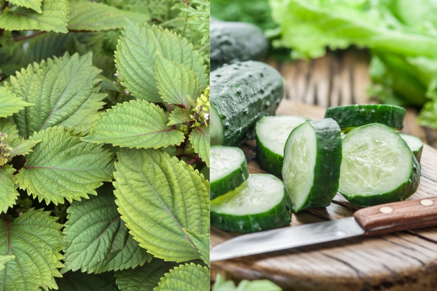trị nám bằng lá tía tô và dưa chuột trị nám bằng lá tía tô và dưa chuột