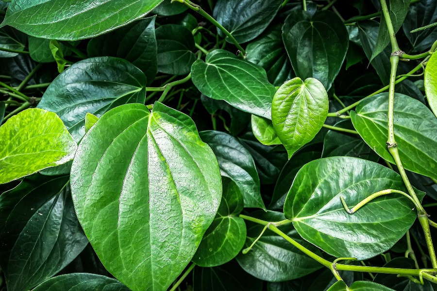 Tẩy lông vùng kín bằng lá trầu không Tẩy lông vùng kín bằng lá trầu không