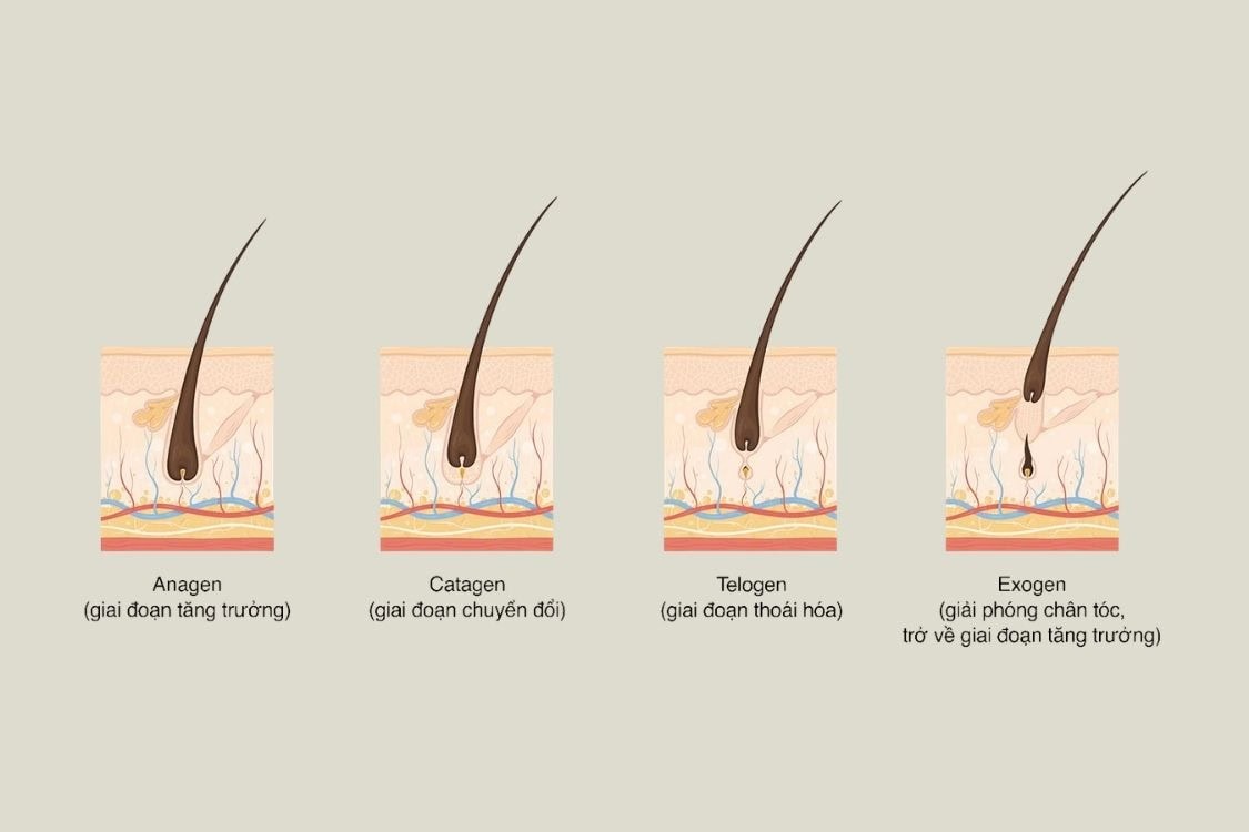 Triệt lông vĩnh viễn mỗi lần cách nhau bao lâu​ còn phụ thuộc vào chu kỳ phát triển của lông