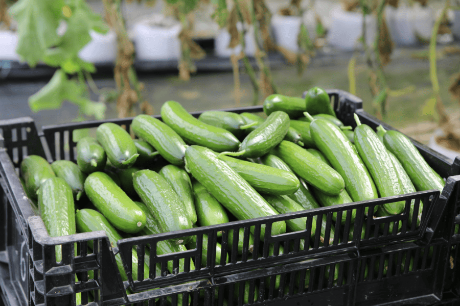 Dưa chuột chứa 96% nước, vitamin C, K, và silica — cung cấp độ ẩm tức thì, làm dịu da viêm