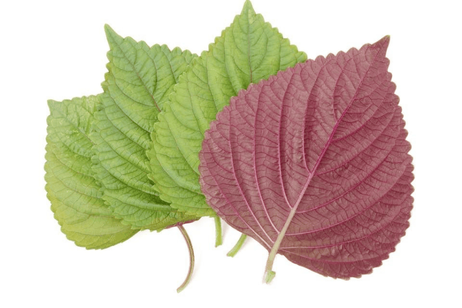 Trị nám bằng lá tía tô phù hợp với những trường hợp nám nhẹ, da khỏe và cần sự kiên trì lâu dài