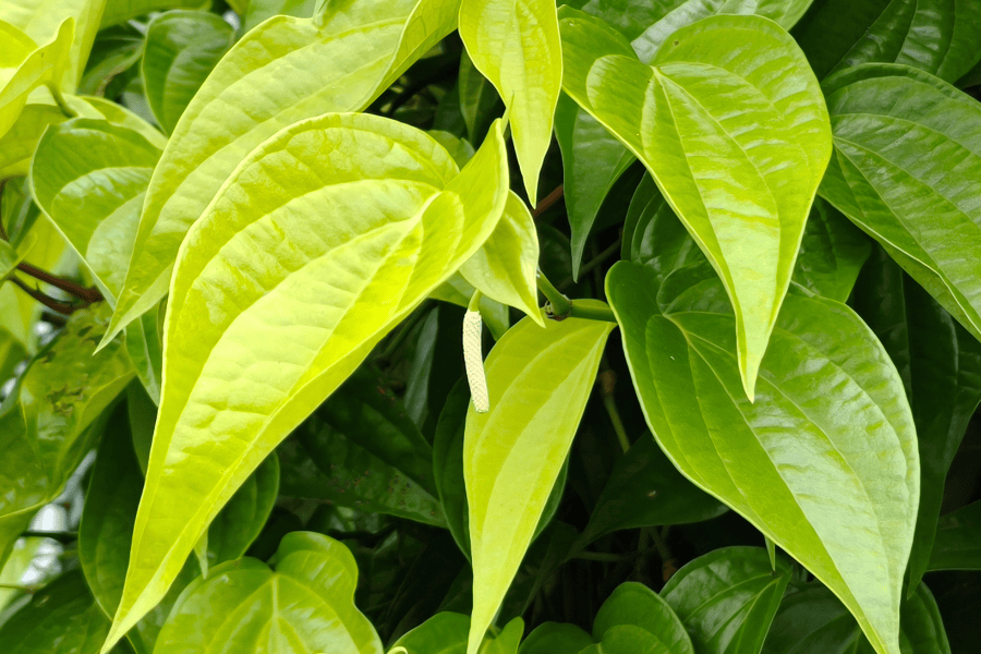 Lá trầu không giúp vùng kín sạch sẽ và thông thoáng hơn