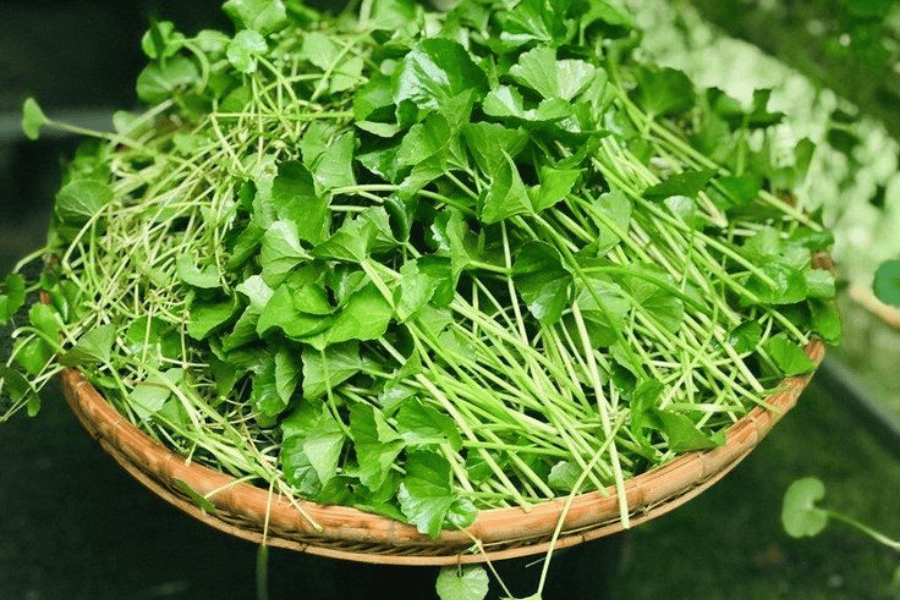 Rau má là nguyên liệu quen thuộc trong các cách điều trị nám da mặt lâu năm theo hướng tự nhiên