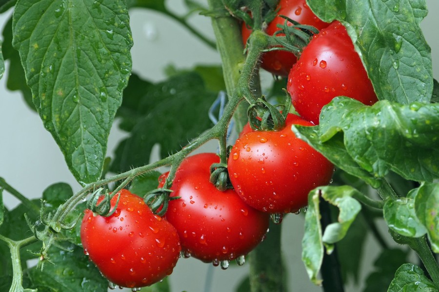 Trị thâm mắt bằng cà chua là một trong những giải pháp làm đẹp được phái đẹp yêu thích