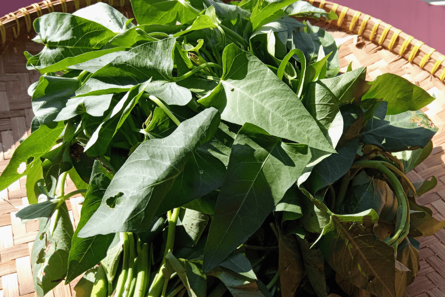 Khi vết thương đang đóng vảy, rau muống sẽ thúc đẩy mô sẹo phát triển quá mức 