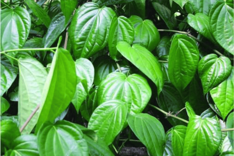 Không nên tắm lá trầu không vì có thể làm khô da quá mức