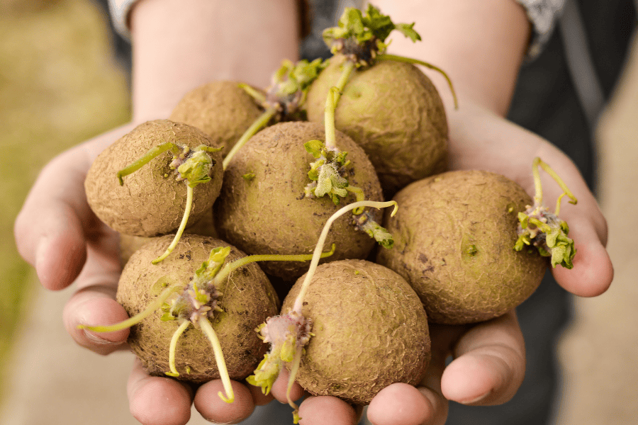 7 cách chữa mắt thâm quầng bằng khoai tây tại nhà an toàn 10 Lựa chọn khoai tây tươi, tuyệt đối không sử dụng khoai tây mọc mầm