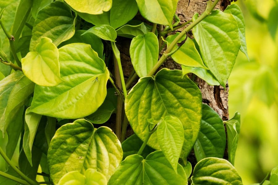 Lá trầu không giúp sát khuẩn và làm sợi lông yếu đi để tự rụng một cách tự nhiên