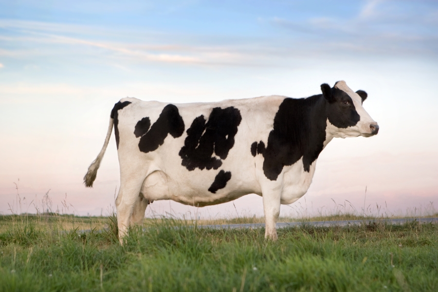 Uống nhiều sữa bò có thể gây nổi mụn ở tuổi dậy thì