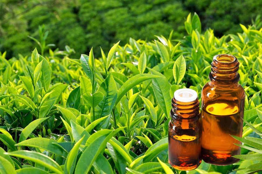 Tinh dầu trà xanh giúp chống oxy hóa và trị mụn hiệu quả