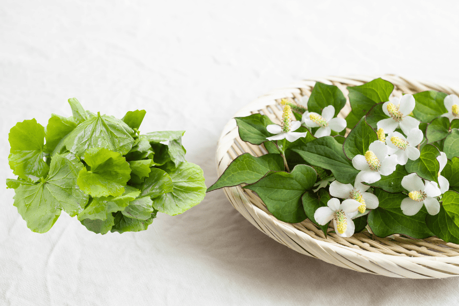 Mặt nạ rau má kết hợp rau diếp cá giúp trị mụn ẩn dưới da hiệu quả