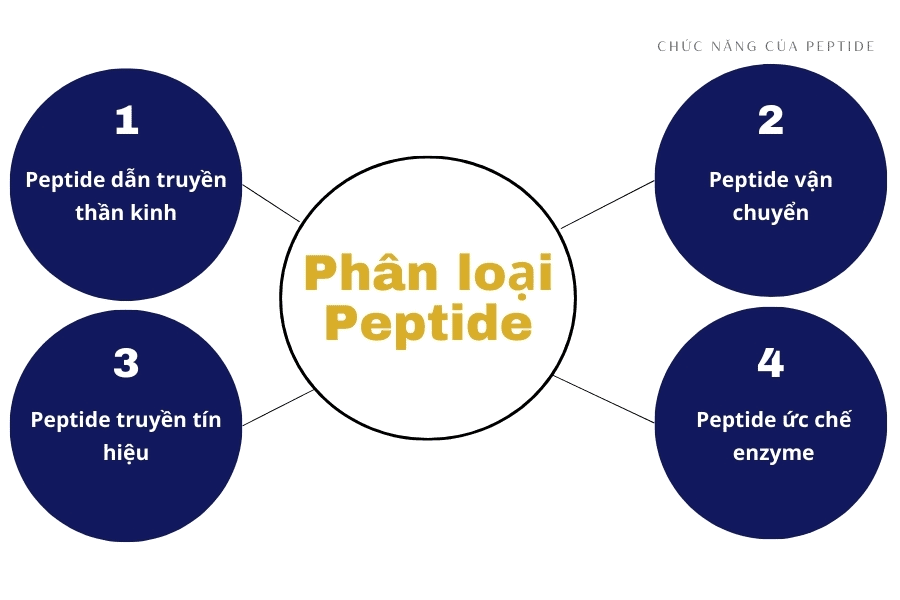 Peptide là gì trong mỹ phẩm? Giải pháp vàng trẻ hóa da 5 Phân loại các Peptide phổ biến được ứng dụng trong làm đẹp hiện nay