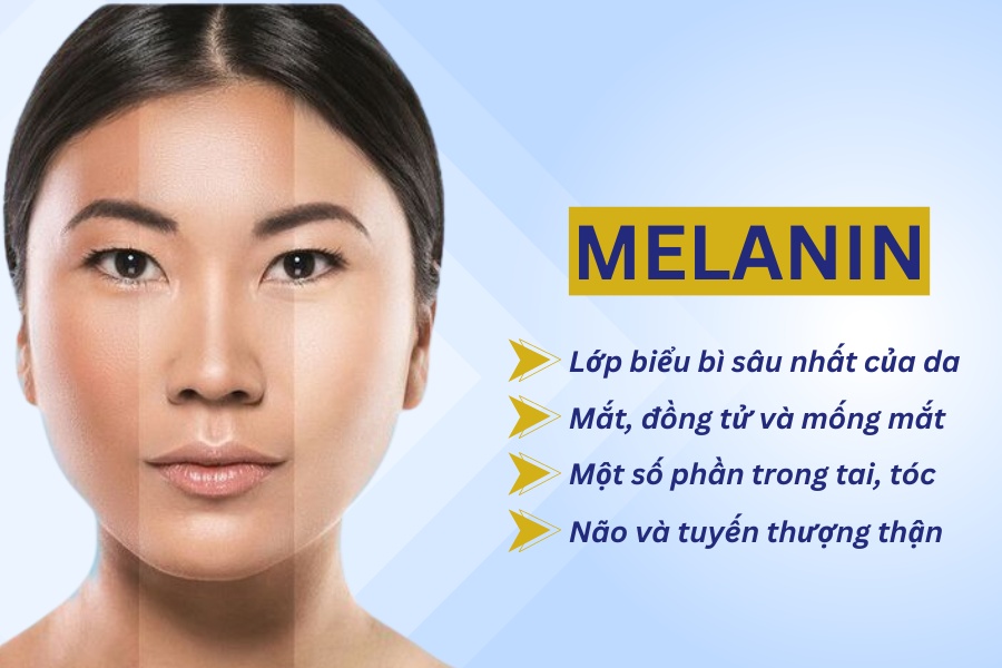 Các hắc tố melanin thường phân bố ở lớp biểu bì sâu nhất của da