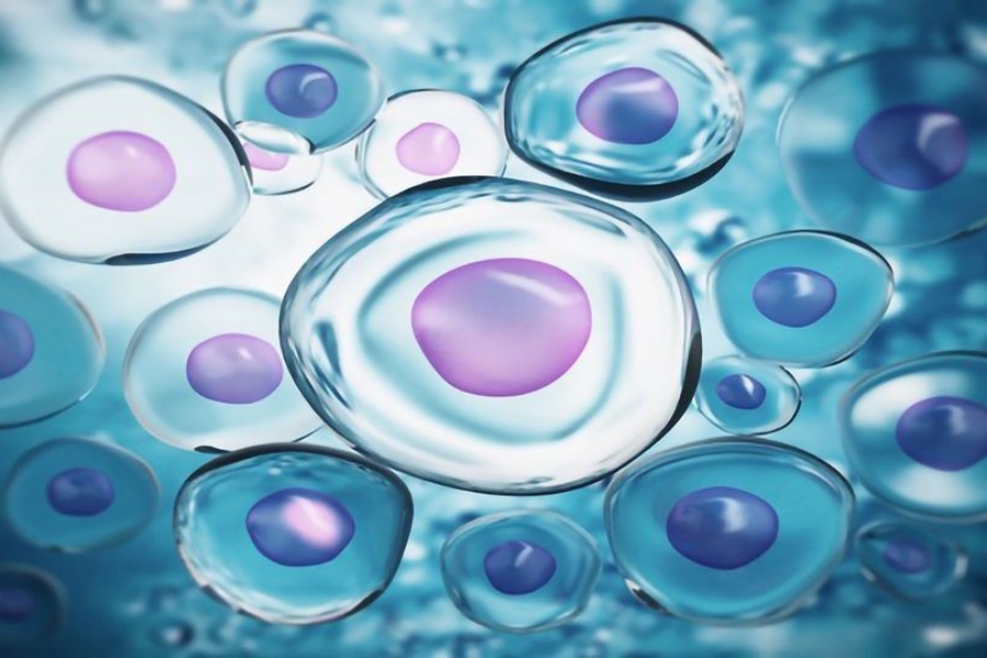 Tế bào gốc trẻ hóa lấy từ đâu?