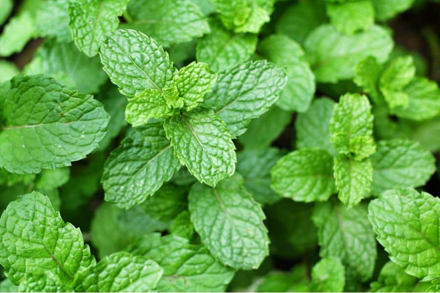 Menthol trong bạc hà hỗ trợ làm dịu vùng da đang khó chịu