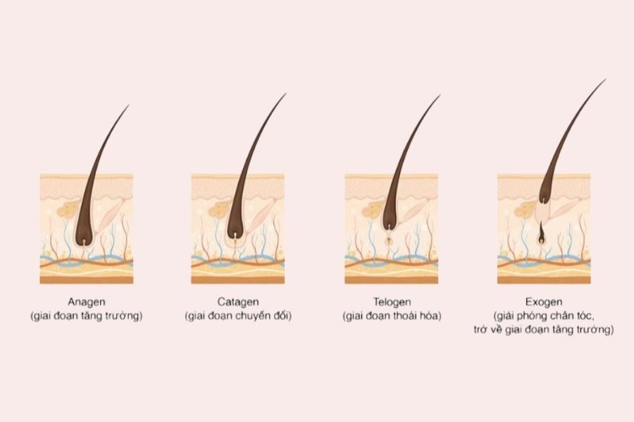 Ở giai đoạn tăng trưởng, lông chân mọc khá đều và ổn định theo thời gian