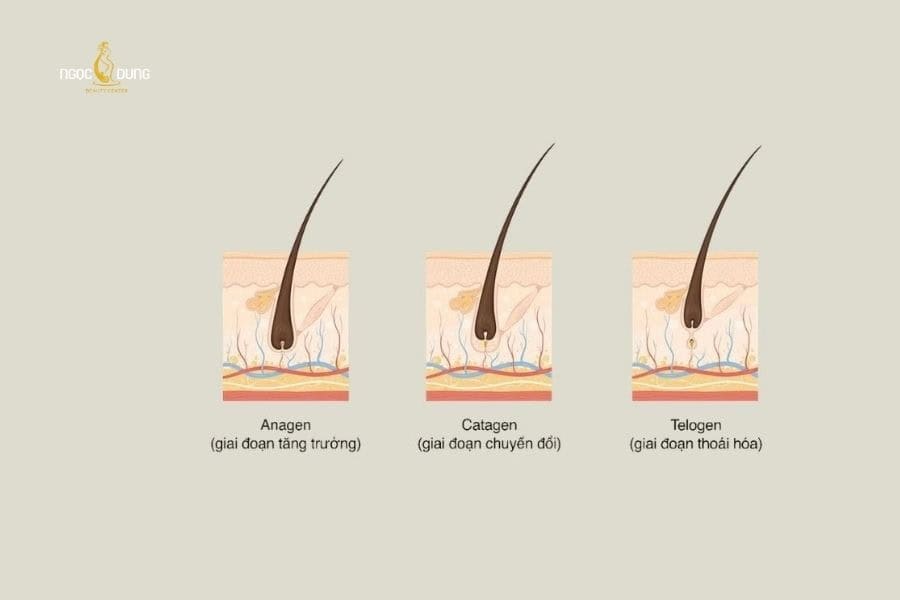 Có 3 giai đoạn phát triển lông chân