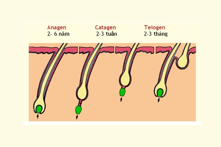 Chu kỳ phát triển lông ở nữ giới