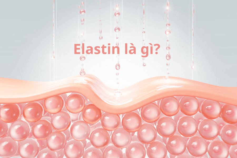 Elastin là gì? Vai trò và cách bổ sung giúp trẻ hóa da 3 Elastin là một loại protein cấu trúc trong lớp hạ bì của da, tạo thành các sợi đàn hồi giúp da co giãn