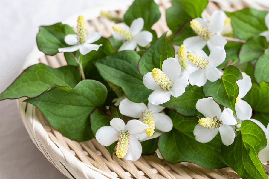 Khi bị viêm nang lông ở giai đoạn sưng tấy, nên sử dụng lá diếp cá để thanh giải độc cho da