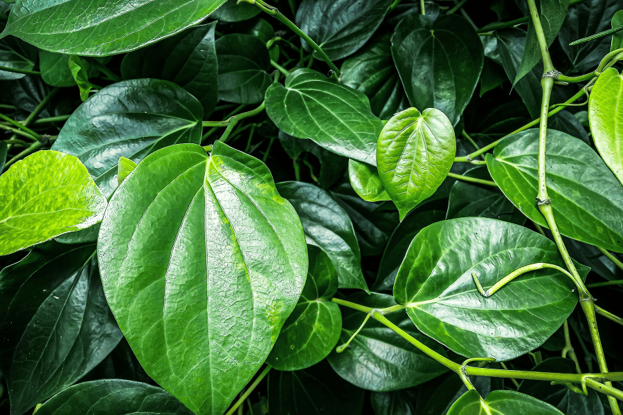 Lá trầu không giúp kháng khuẩn và giảm tình trạng đỏ ngứa đáng kể