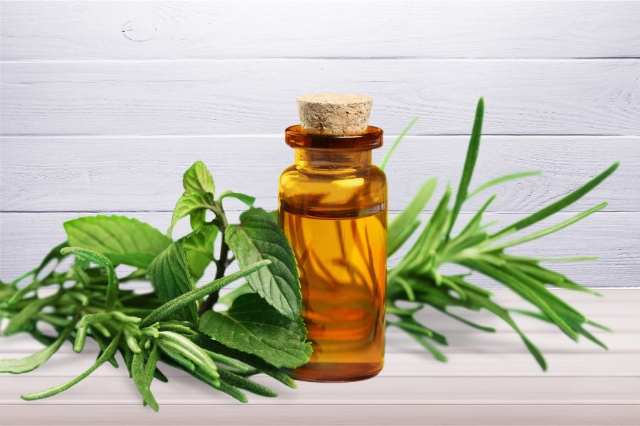 Bạn có thể tận dụng tinh dầu trong cây trà để làm lông mày rậm hơn