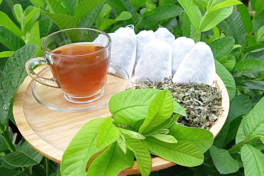 Một trong những cách dùng lá ổi tan mỡ bụng đơn giản nhất là pha trà uống mỗi ngày