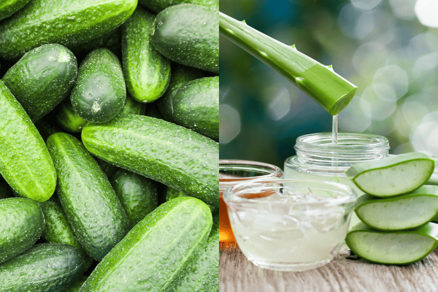 Dưa leo và nha đam giúp cấp ẩm và giảm thâm nhũ hoa hiệu quả