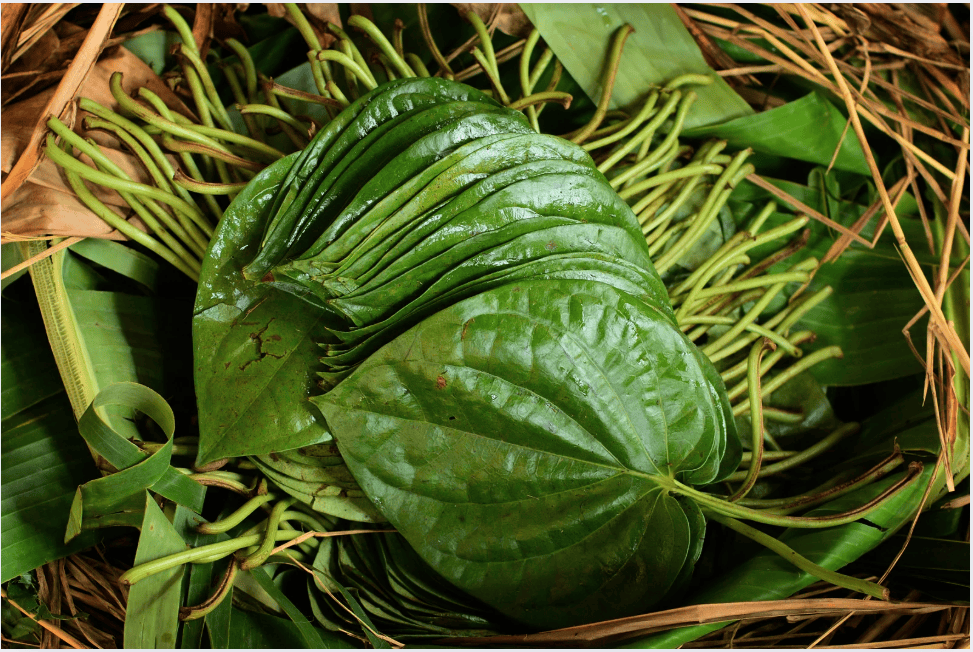 12 cách tự nhiên giúp làm hồng nhũ hoa và vùng kín cực an toàn 7 Dùng nước nấu với lá trầu không để vệ sinh vùng kín và nhũ hoa thường xuyên có thể cải thiện tình trạng thâm