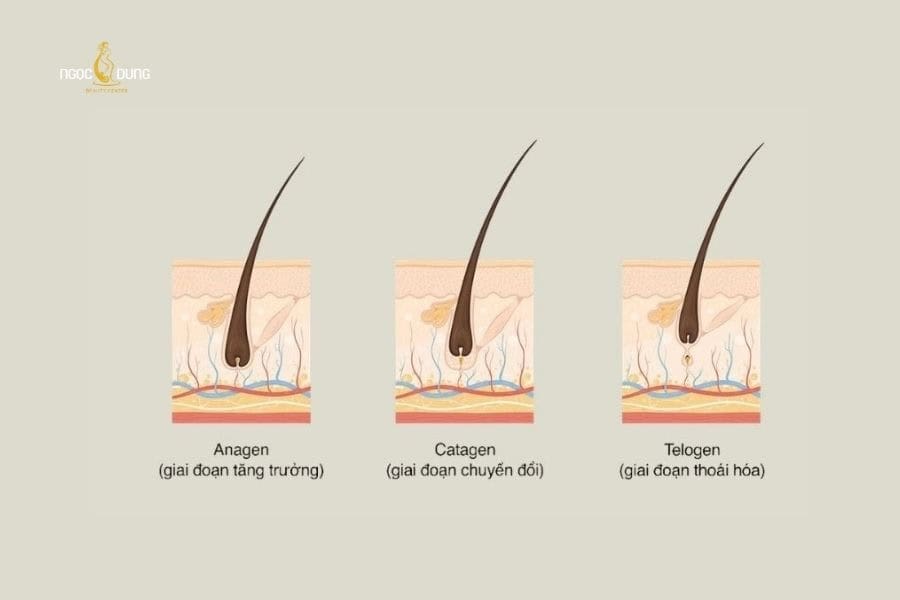 Lông vùng kín phát triển theo 3 giai đoạn