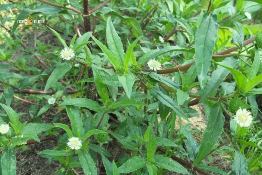 Tắm lá cây cỏ mực cho bé giúp làm rụng lông tơ và ngừa mẩn ngứa